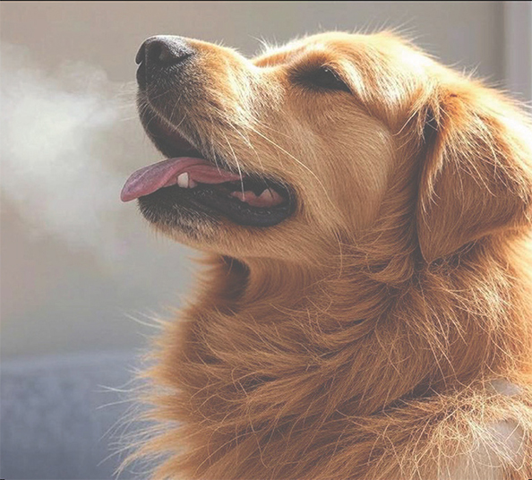 goldenbreath